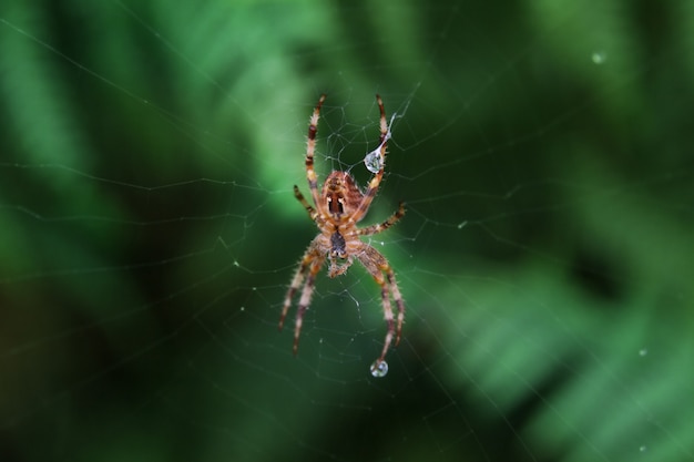 Spider