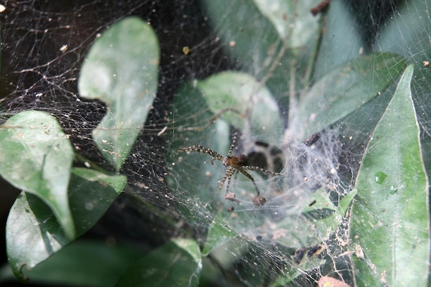 Spiders build webs on leaves.