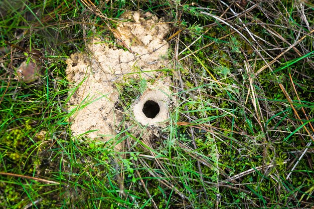 蜘蛛は砂と草の近くの地面に穴を掘る