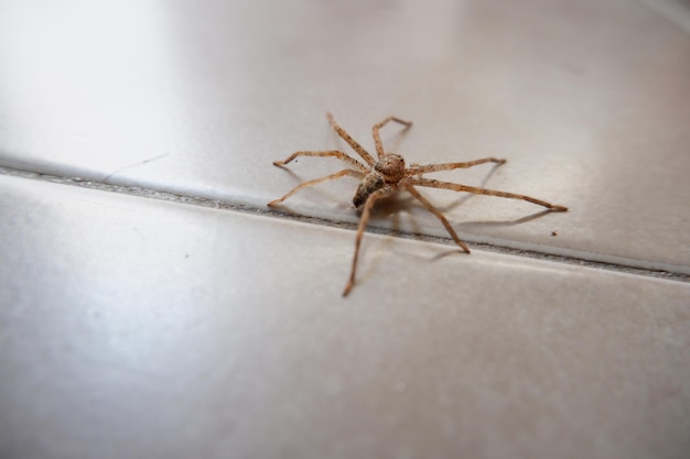 spiders crawling on the wall as a background