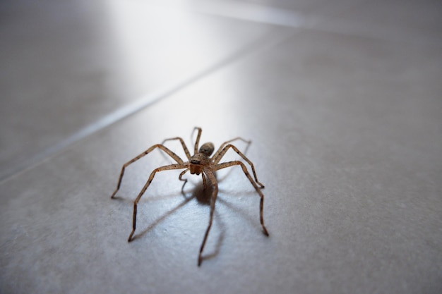 spiders crawling on the wall as a background