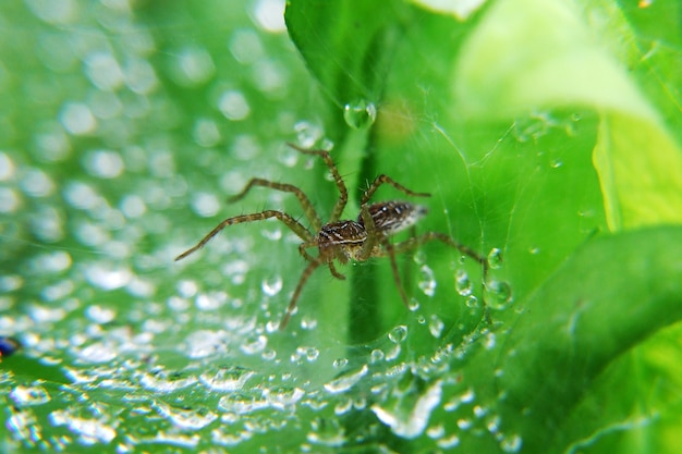 Spiders in the nest