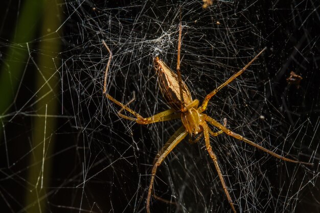 Spiders in the nest