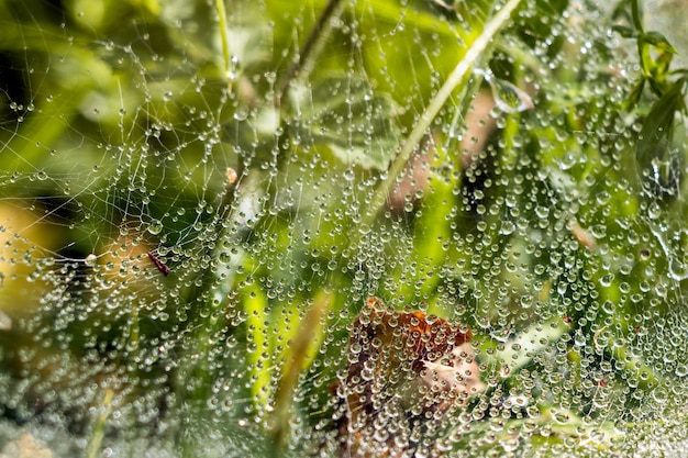 Spiders web glistening with water droplets after the rain