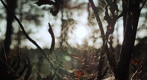 Photo spiderweb in forest