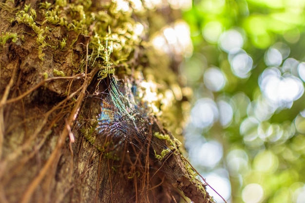 Spiderweb op boom in het bos