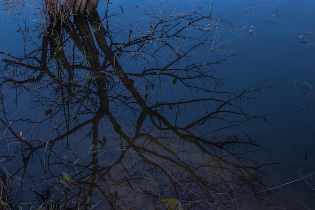 Spiegel van gedroogde boom in blauw water