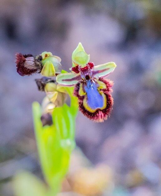 Spiegelorchideeënplant in het wild