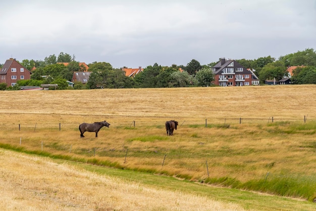 Spiekeroog in East Frisia