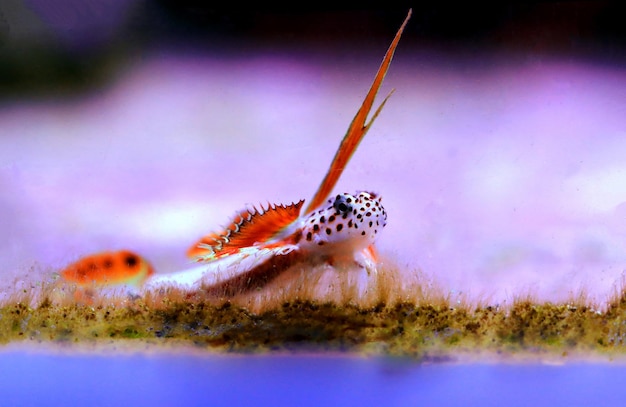 Spike-fin Flaming Prawn Grondel - Discordipinna griessingeri