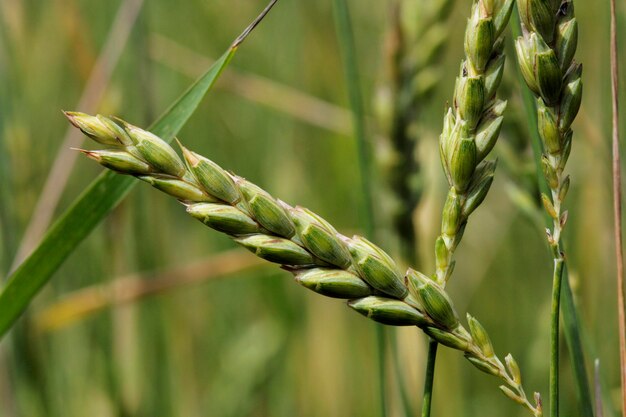 写真 未熟なスペルト穀物の穂状 triticum spelta