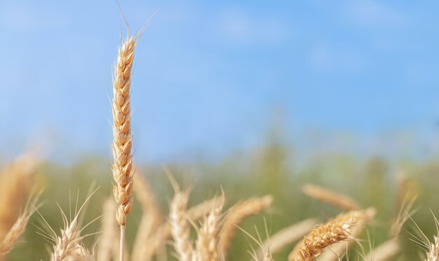 Spiga di grano maturo contro il cielo blu