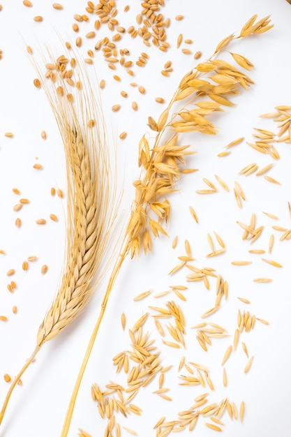 Spike of wheat and wheat grains. Ears of oats and oat grains.