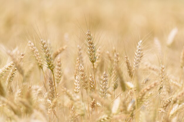 Spike of Wheat