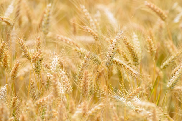 Spike of wheat