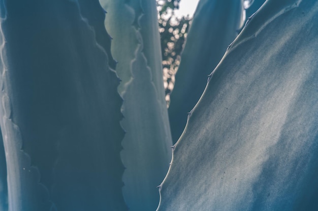 Spiked Agave thorn leaf abstract nature background exotic plant green and blue tonedvirtual background video conference background