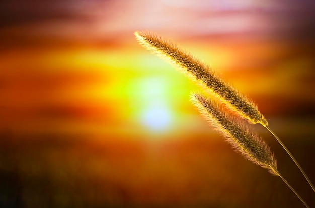 Spikelet close-up tegen de achtergrond van een prachtige zonsondergang. Zomer achtergrond