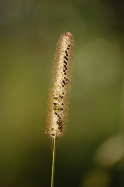 夏の緑の野原の小穂植物が育つ