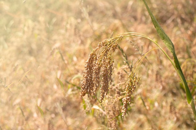 Spikelet of ripe millet of golden and yellow color