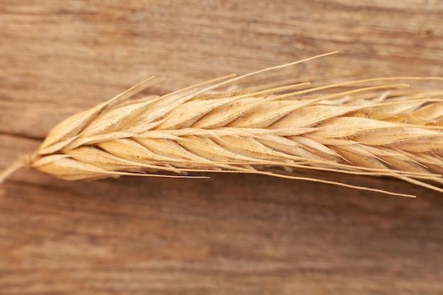 A spikelet of ripe wheat lies on a wooden background Macro