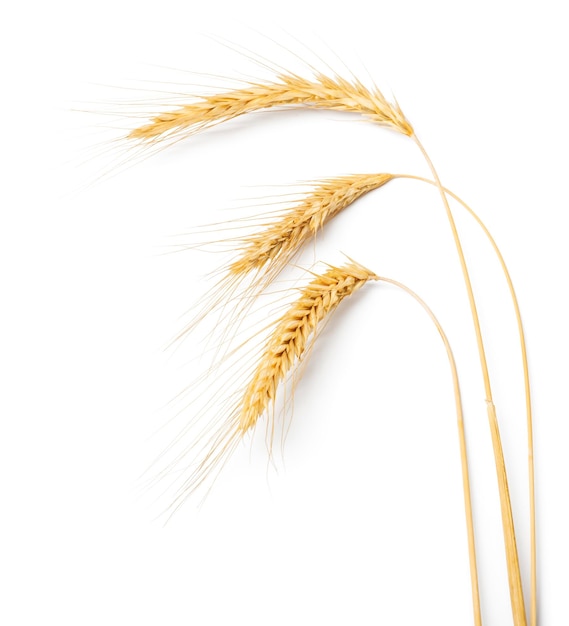 spikelet of rye on a white background