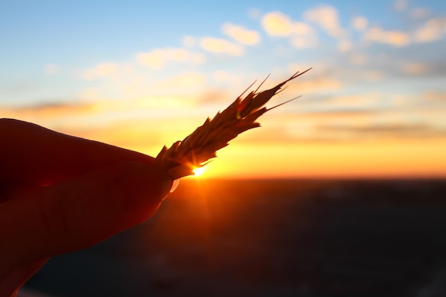 Photo spikelet silhouette in hand at sunset.