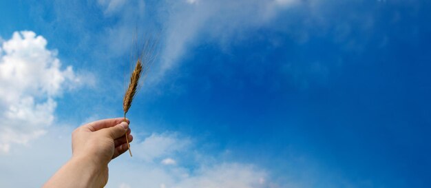 Spikelet of wheat in hand over blue sky panoramic layout