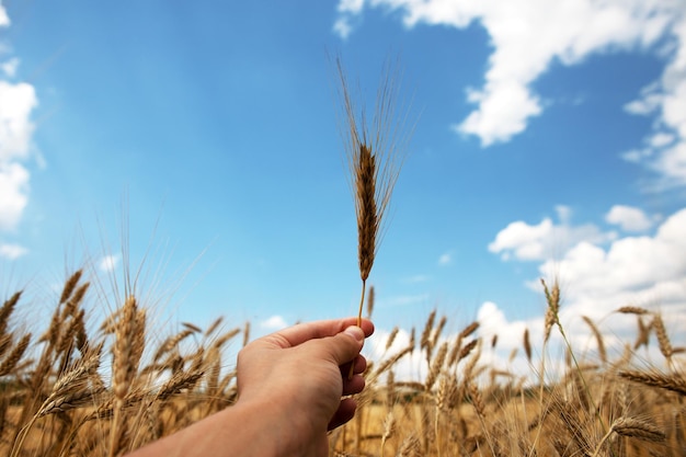 Spikelet of wheat in hand