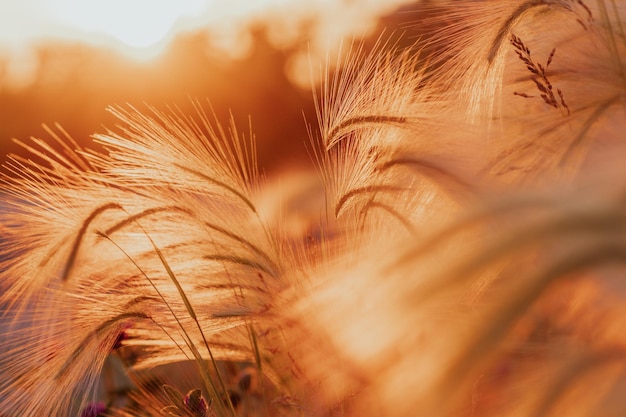 Spikelets on the background of the setting sun