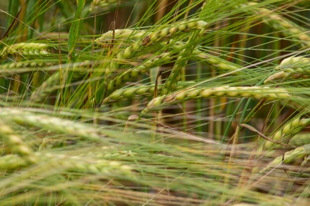 Spikelets of barley. Selective focus.