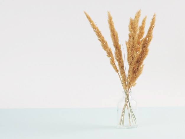 Spikelets of dried flowers lagurus natural color on a white background.