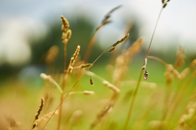 spikelets of dry grass close-up