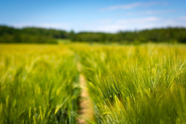 Spikelets of green brewing barley in a field.