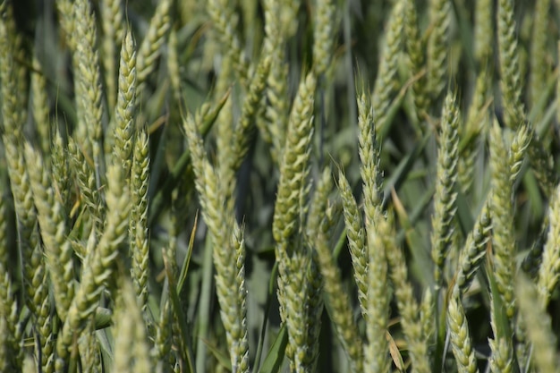 Photo spikelets of green wheat ripening wheat in the field