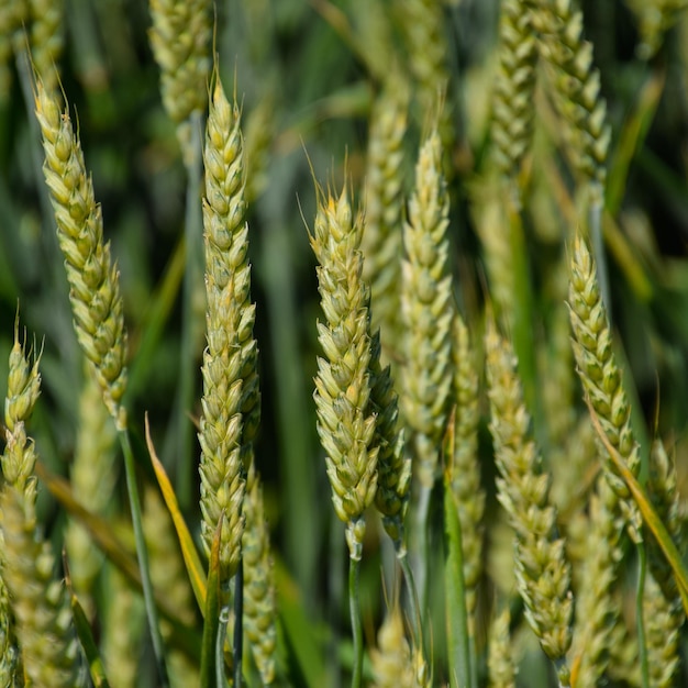 Spikelets of green wheat Ripening wheat in the field