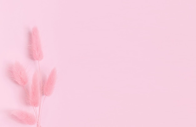 Photo spikelets of hare'stail grass on the pink background monochrome concept copy space