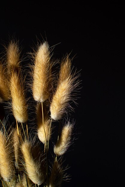 Spikelets of lagurus ovatus in the rays of the setting sun