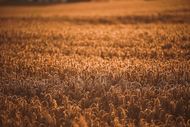 写真 太陽光の下の小麦のスパイケルト 黄色い小麦畑 農業の概念