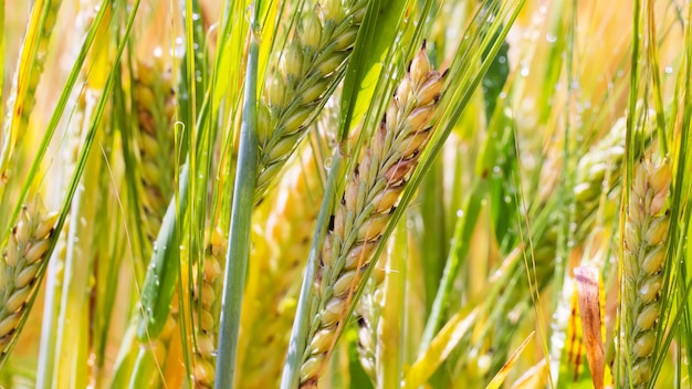 Spikelets of wheat against the of the dark sky