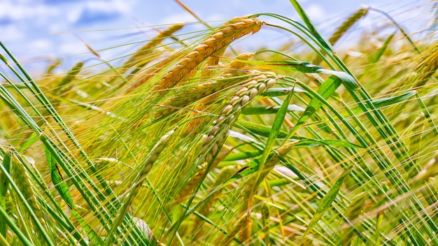 Spikelets of wheat against the of the dark sky