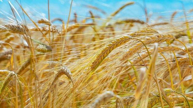 Spikelets of wheat against the of the dark sky