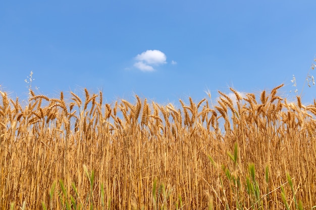 孤独な雲と夏の青い空を背景に小麦の小穂（セレクティブフォーカス）