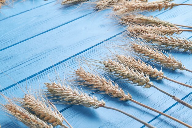 Spikelets of wheat on blue old wooden table background