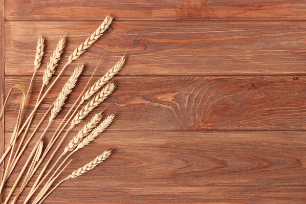 Spikelets of wheat on a colored background top view
