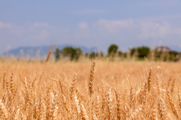 Spikelets of wheat on a field under a blue sky (Blur, selective focus) North of Italy