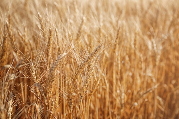 Foto spighette sul primo piano del campo di grano