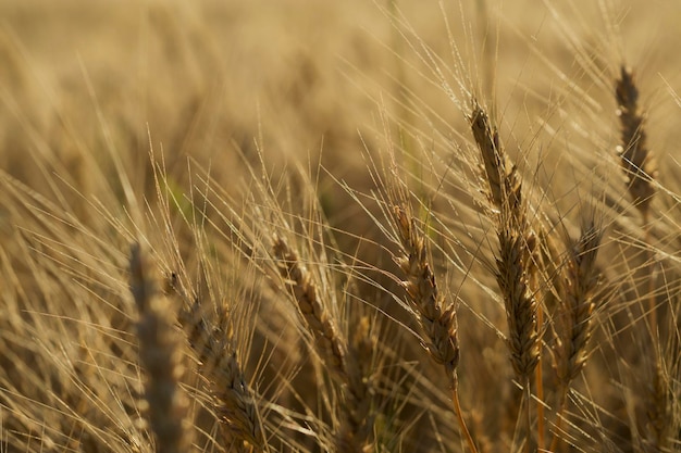 Spikelets in the wheat field