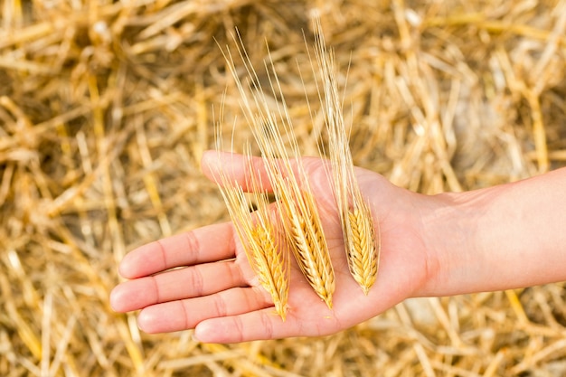 Spighette di grano a disposizione su un raccolto, colpo del primo piano