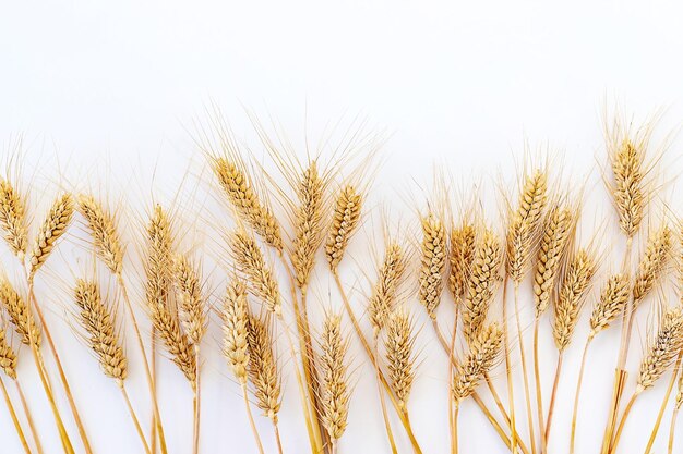 Spikelets of wheat isolate on white background Selection focus