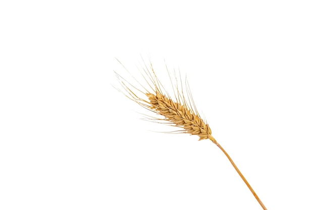 Photo spikelets of wheat isolate on white background selection focus